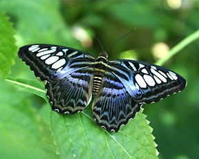 Natural History Tour