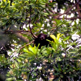 Howler-Monkey.jpg