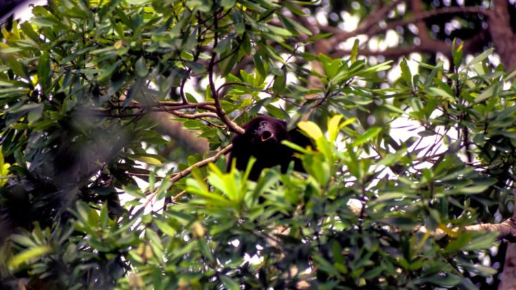 BABOON SANCTUARY