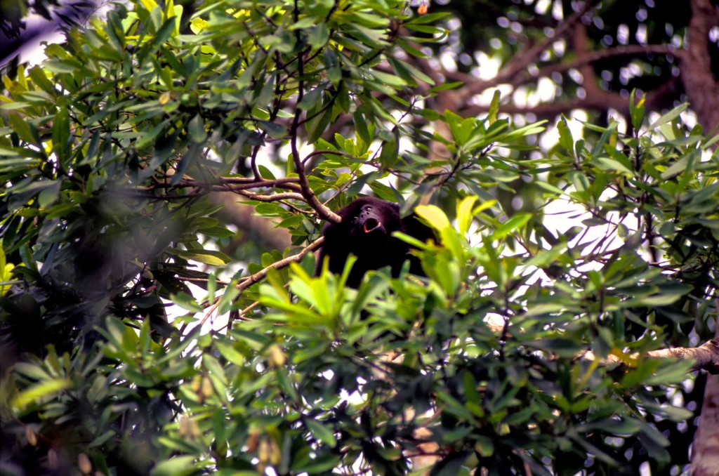 Howler-Monkey.jpg