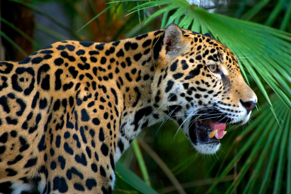 Jaguar