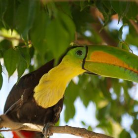 Toucan.jpg