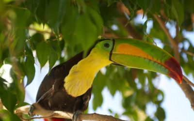 THE BELIZE ZOO