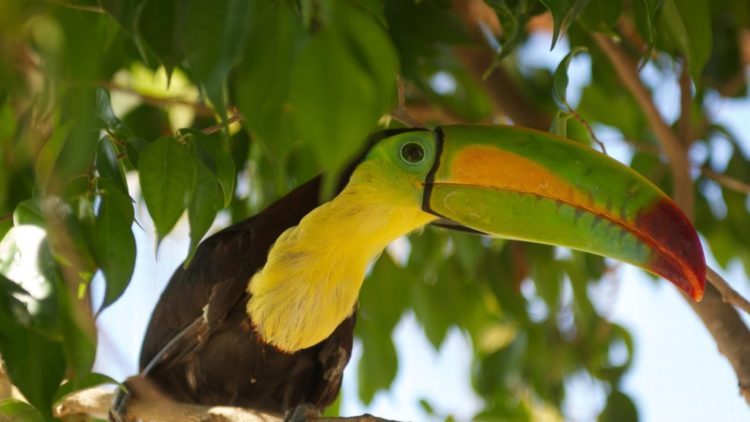 THE BELIZE ZOO