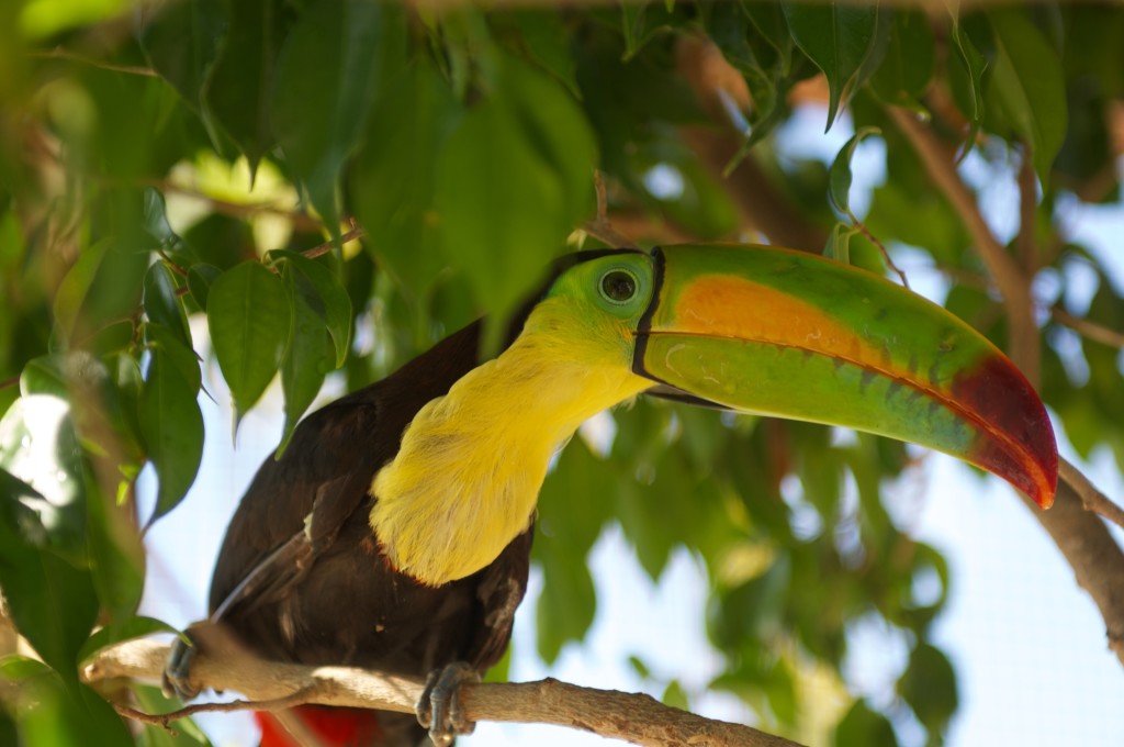 Toucan.jpg