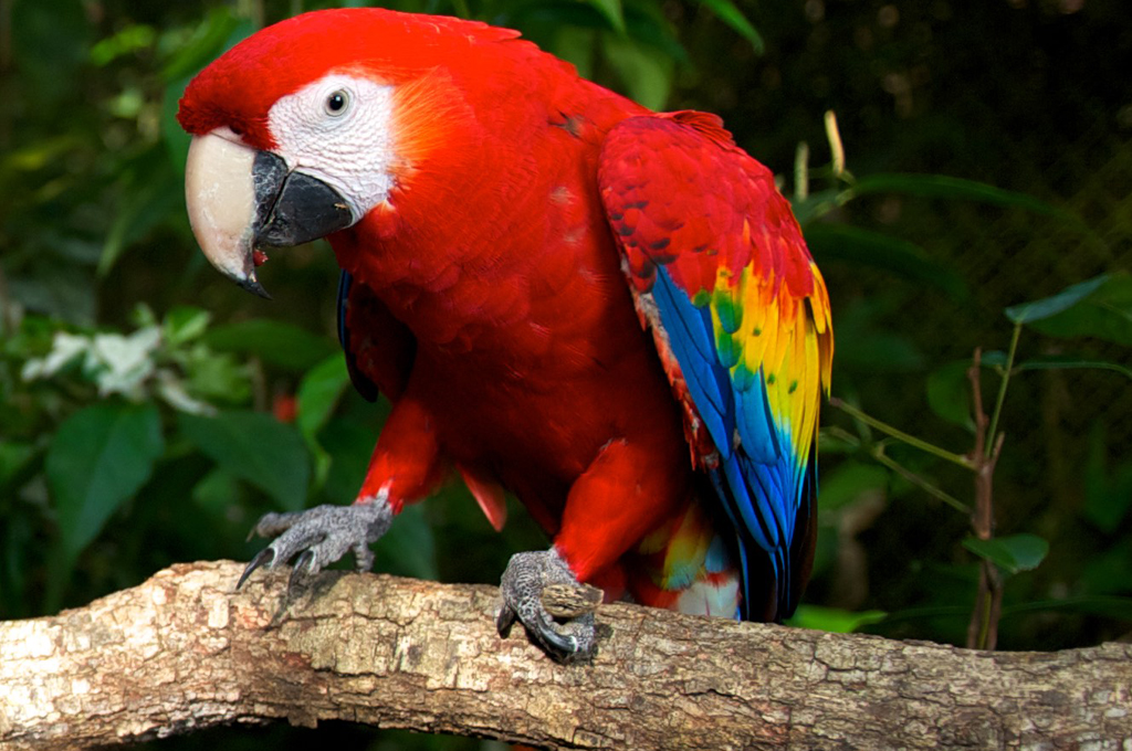 scarlet-macaw-1.jpg